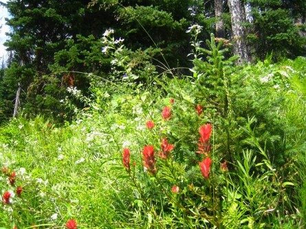 grand teton national park wyoming etats-unis voyage aux usa en famille