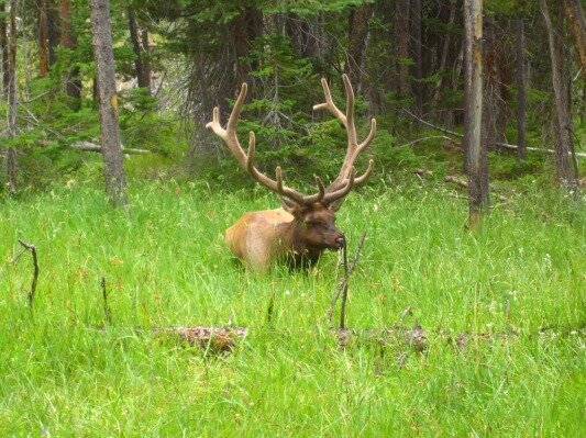 grand teton national park wyoming etats-unis voyage aux usa en famille
