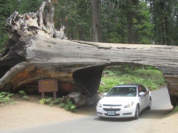 Le "Tunnel log" de Sequoia National Park en Californie aux USA à voir au cours d'un voyage en Amérique en famille
