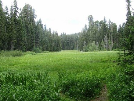 Le Crescent Meadows de sequoia national park en californie aux USA à visiter lors d'un voyage aux etats-unis en famille