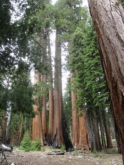 Big Trees Trailhead à sequoia national park californie voyage aux usa en famille