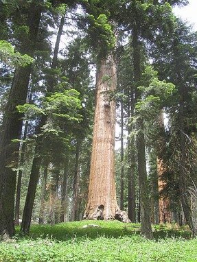 congres trial sequoia national park californie voyage aux usa en famille