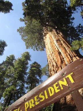 le président sur congres trial sequoia national park californie voyage aux usa en famille