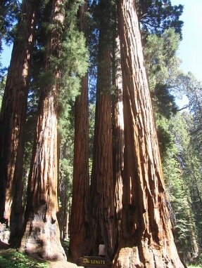 le sénat sur congres trial sequoia national park californie voyage aux usa en famille