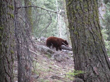 Une maman ours à sequoia national park en californie aux USA vu au cours d'un voyage en Amérique en famille