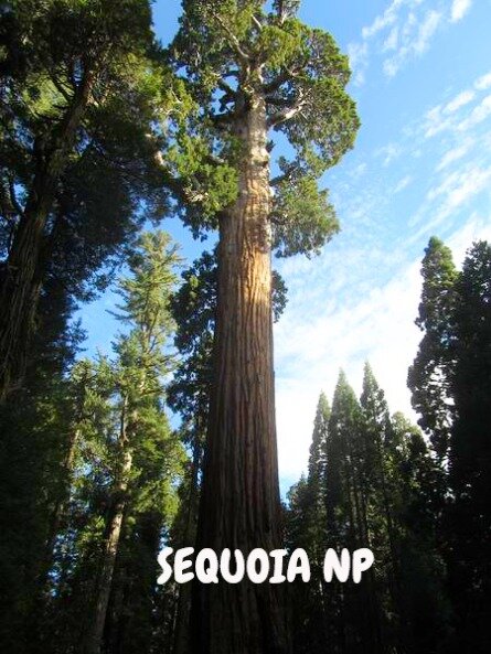 Sequoia national park californie voyage aux usa en famille