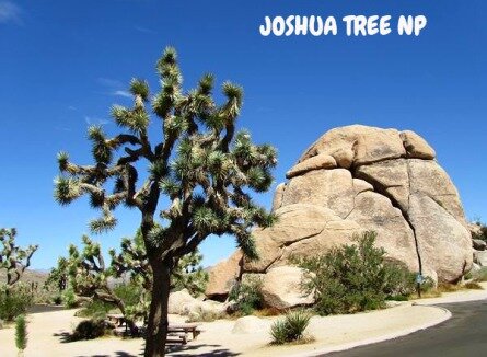 Sequoia national park californie voyage aux usa en famille