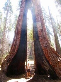yosemite national park californie voyage aux usa en famille