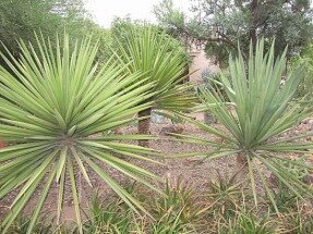 phoenix arizona etats-unis voyage aux usa en famille