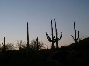 tucson arizona etats-unis voyage aux usa en famille
